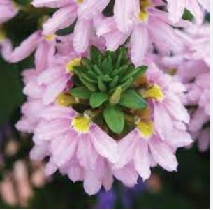 Fan Flower Fairy Pink (Scaevola aemula)
