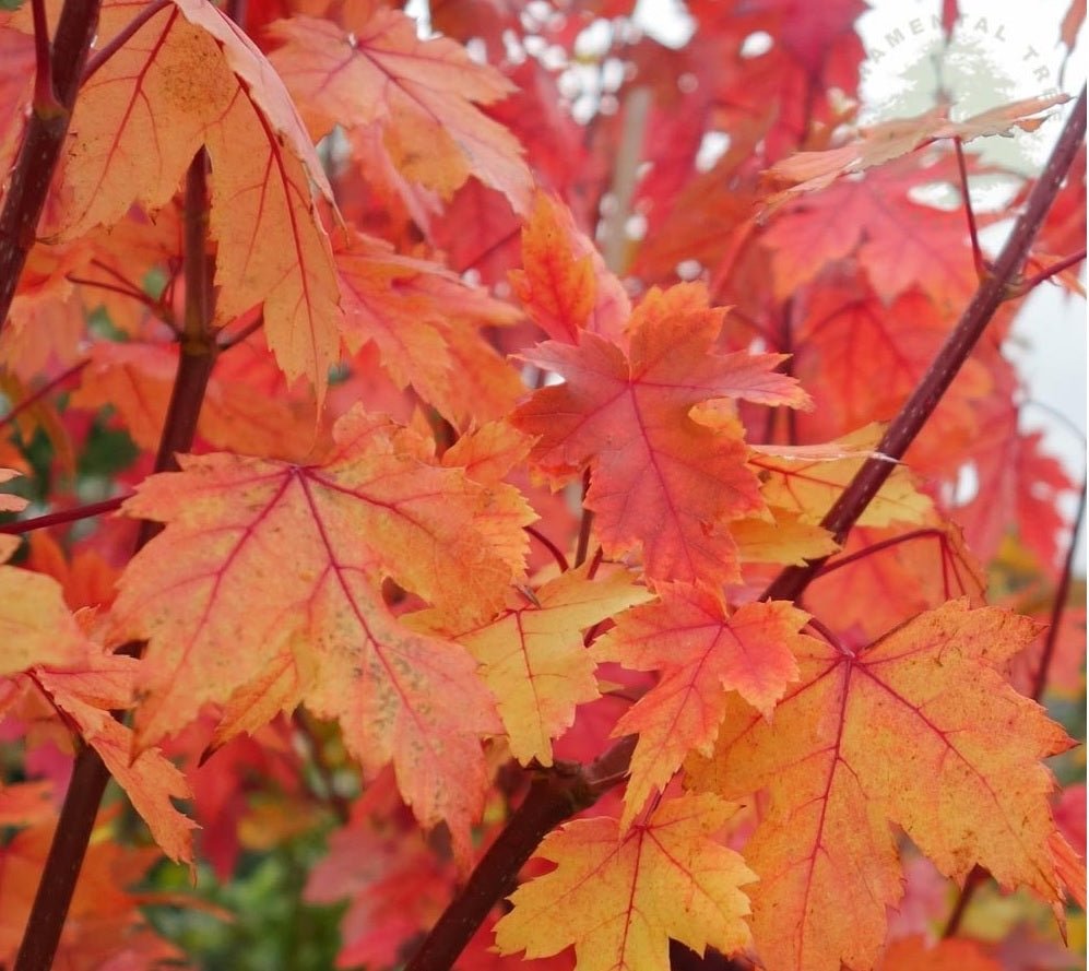 Maple Autumn Blaze (Acer) - Ladybird Nursery