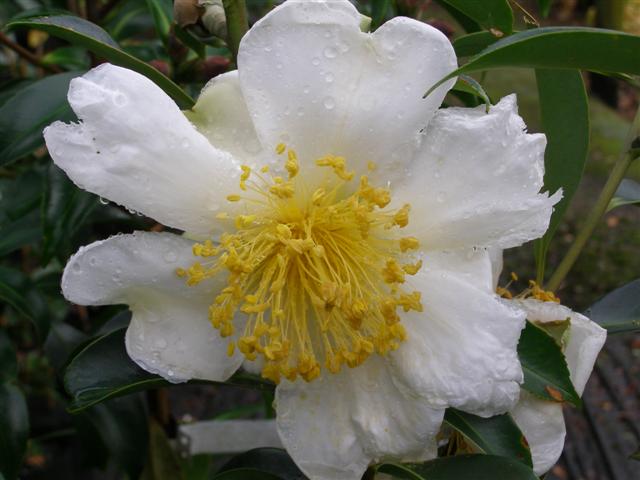 Fried Egg Plant Silkscreen (Gordonia yunnanensis)