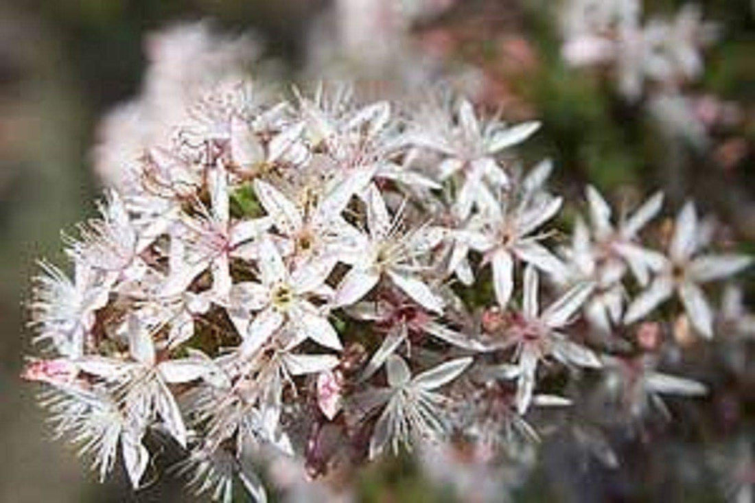 Fringe Myrtle White (Calytrix tetragona) - Ladybird Nursery