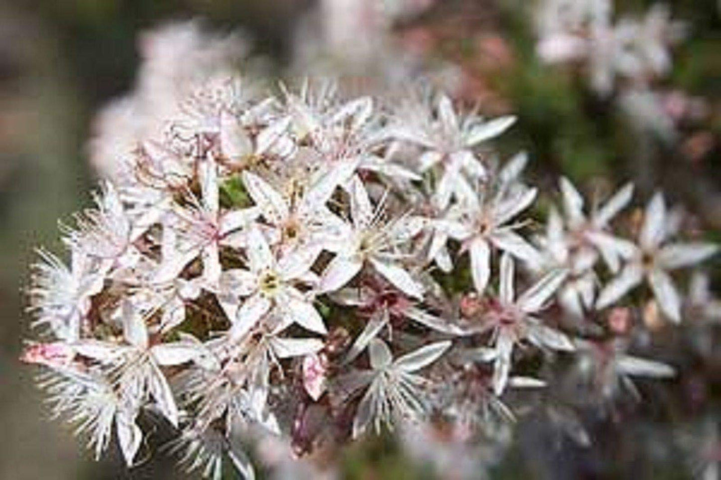 Fringe Myrtle White (Calytrix tetragona)