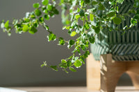 Frosty Creeping Fig (Ficus pumila)