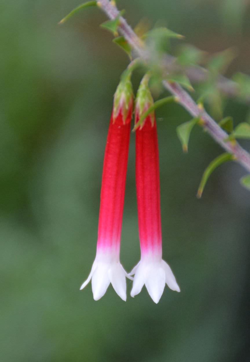 Fuchsia Heath (Epacris longiflora) - Ladybird Nursery
