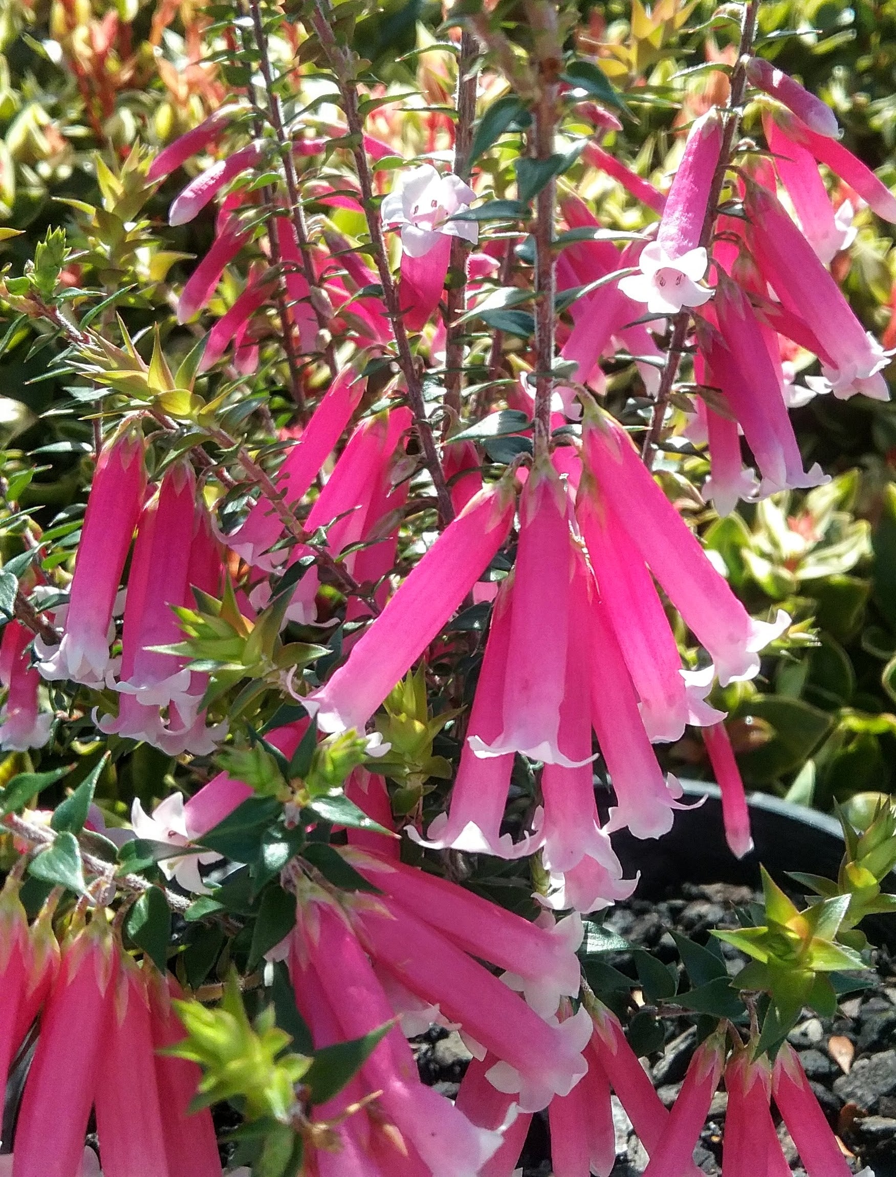 Fuchsia Heath Pipes (Epacris Pan)