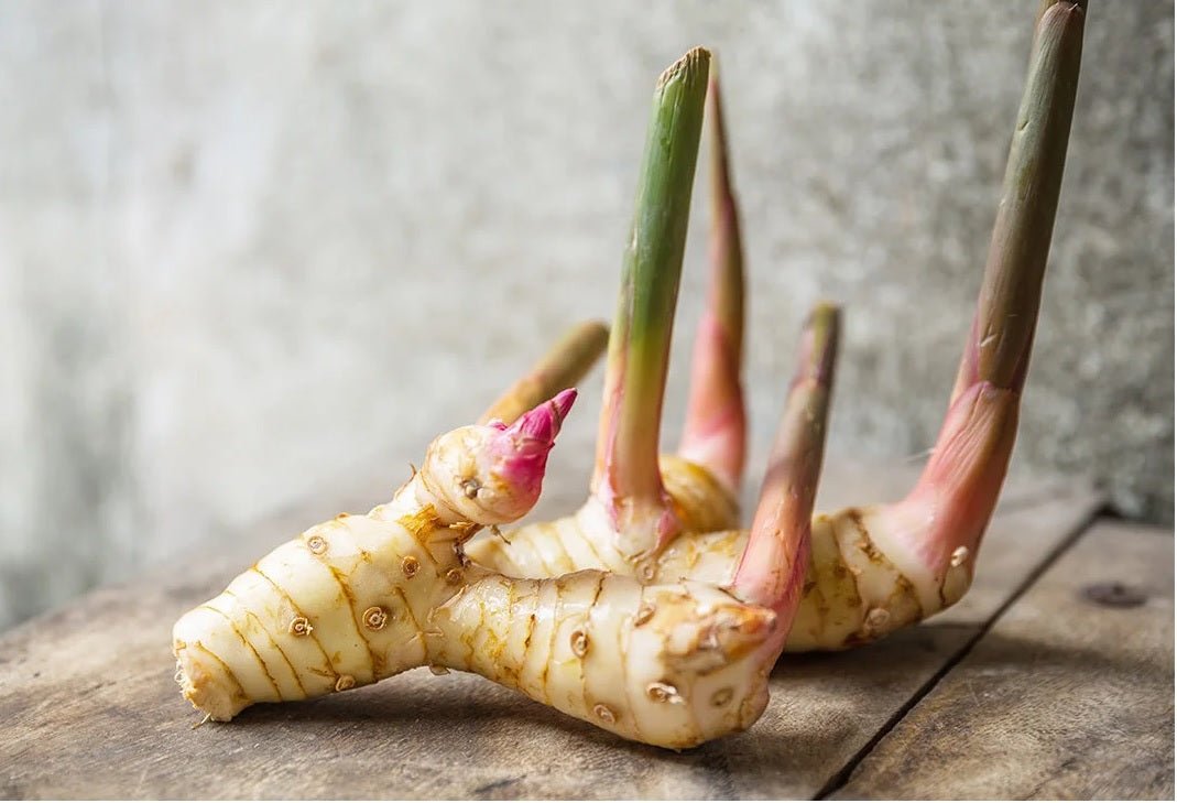 Galangal / Thai Ginger (Alpinia galanga) - Ladybird Nursery