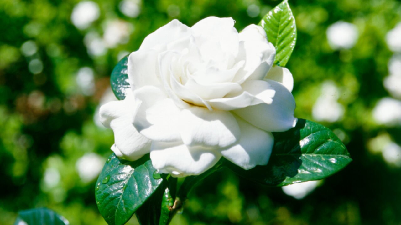 Gardenia 'Aimee Yoshiba' (Gardenia augusta) - Ladybird Nursery