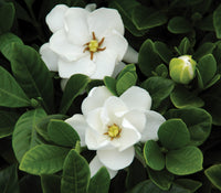 Gardenia Buttons (Gardenia jasminoides)