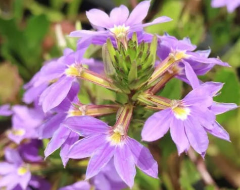Fan Flower Fantasy Purple (Scaevola)