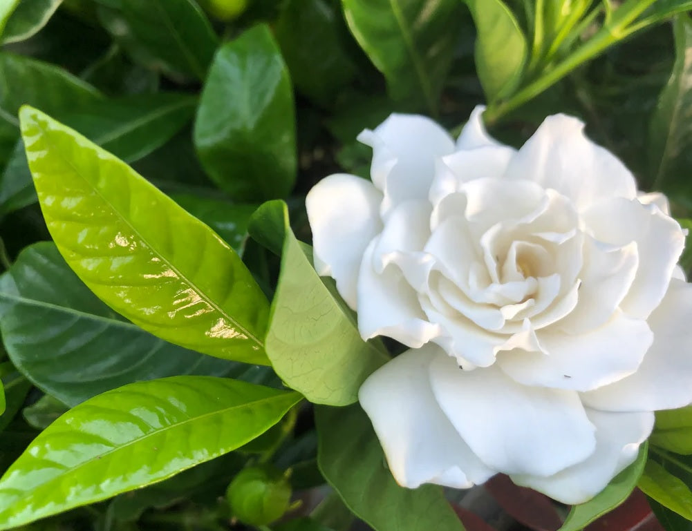Gardenia Florida (Gardenia augusta)