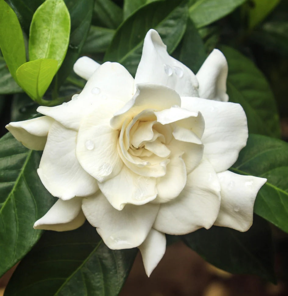 Gardenia Four Seasons (Gardenia augusta)