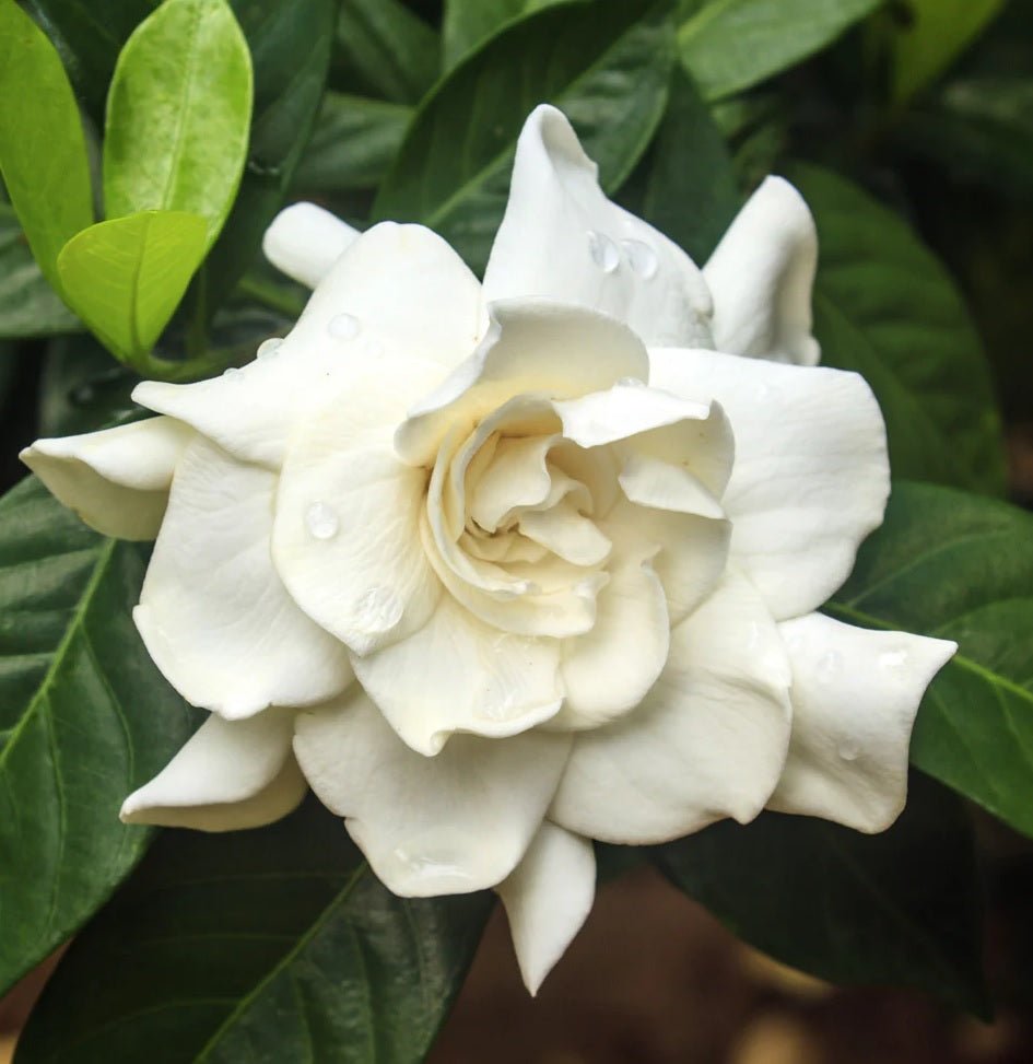 Gardenia Four Seasons (Gardenia augusta) - Ladybird Nursery