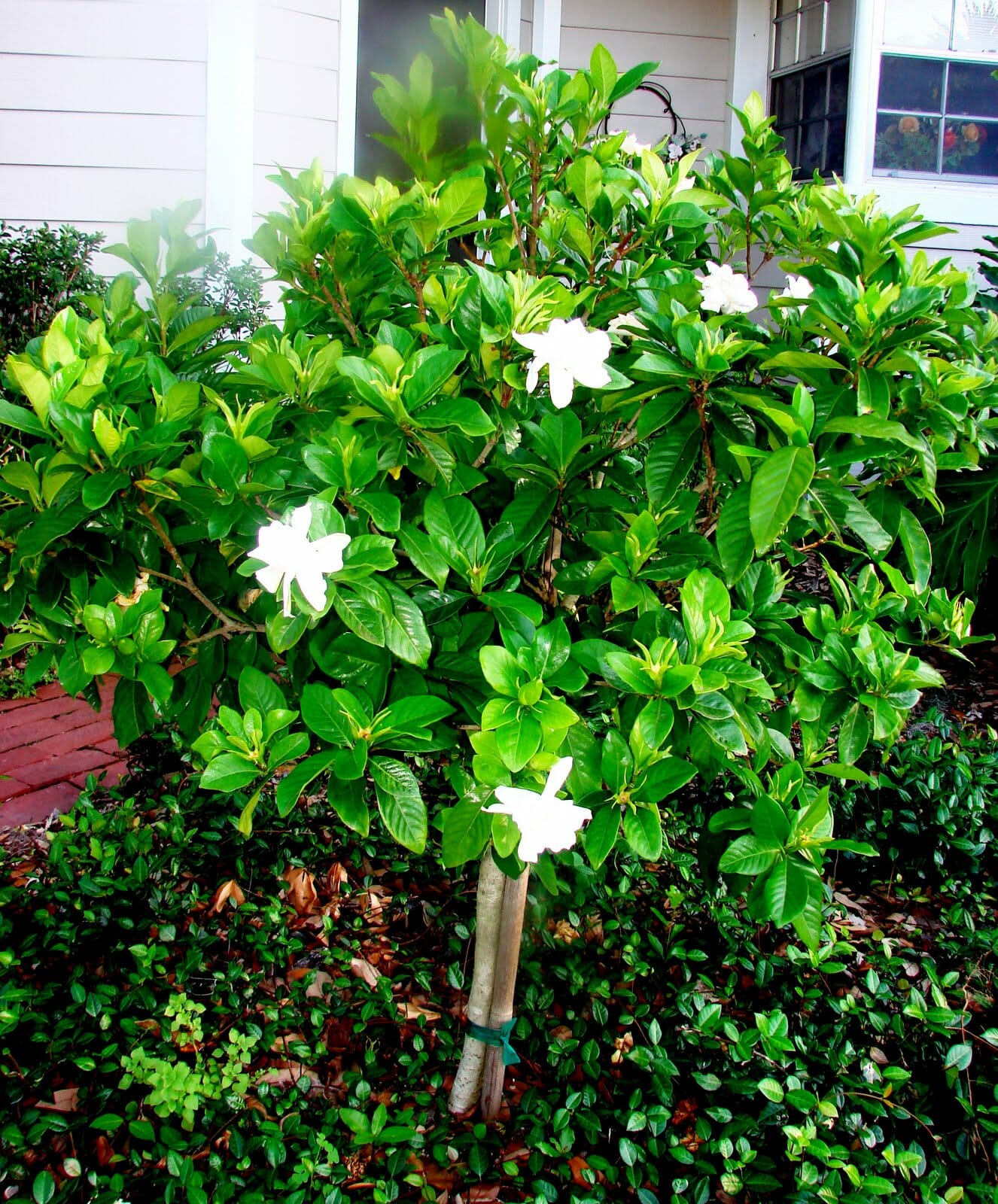 Gardenia Magnifica (Gardenia augusta) - Ladybird Nursery