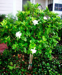 Gardenia Magnifica (Gardenia augusta)
