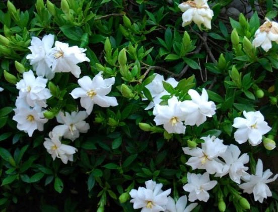 Gardenia Magnifica Standards (Gardenia augusta) - Ladybird Nursery