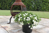Gardenia O SO FINE™ (Gardenia augusta) - Ladybird Nursery