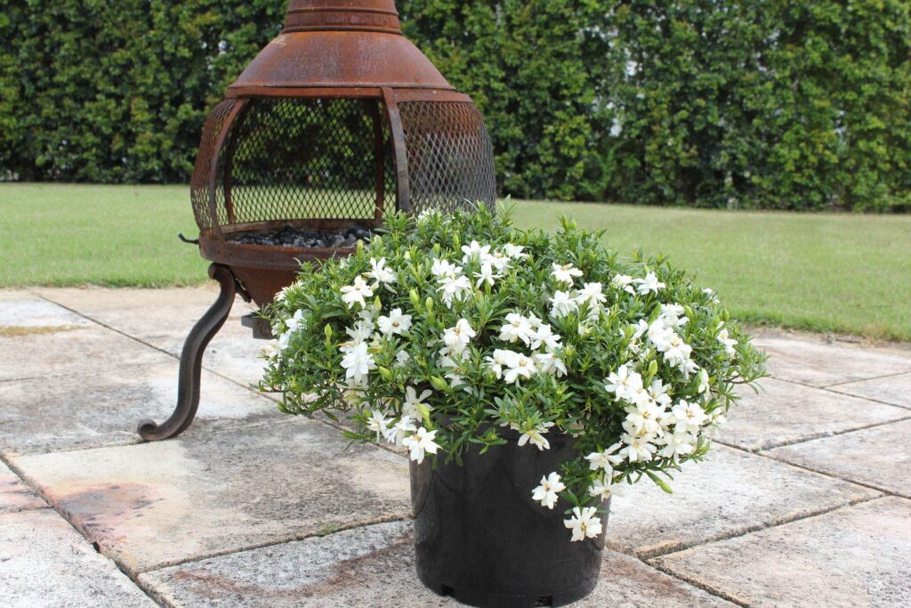 Gardenia O SO FINE™ (Gardenia augusta) - Ladybird Nursery