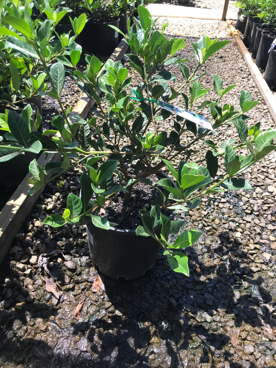 Gardenia Ocean Pearl