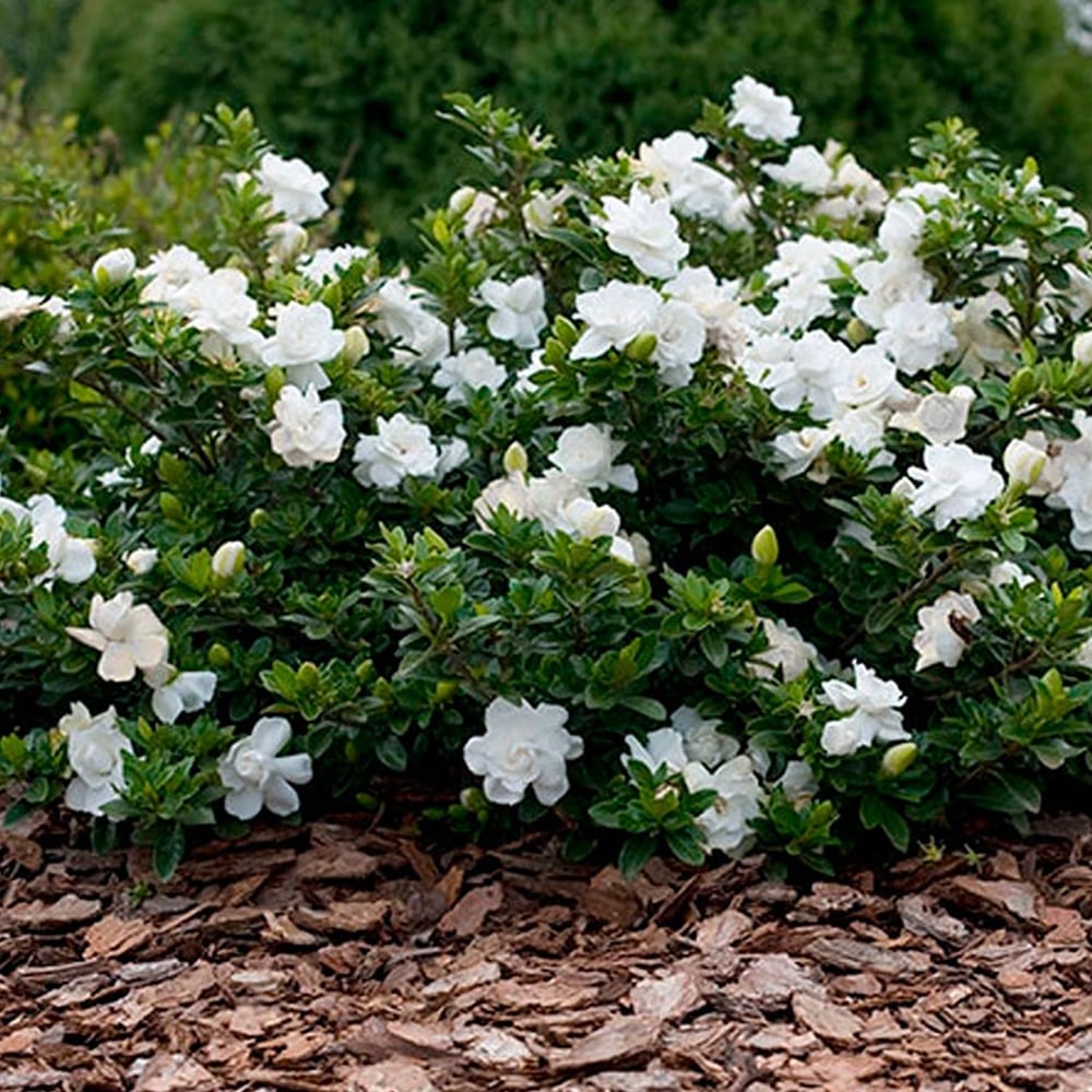 Gardenia Paradise ® Cupid (Gardenia jasminoides) - Ladybird Nursery