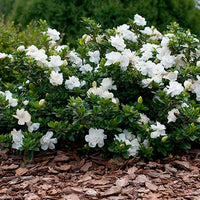 Gardenia Paradise ® Cupid (Gardenia jasminoides)