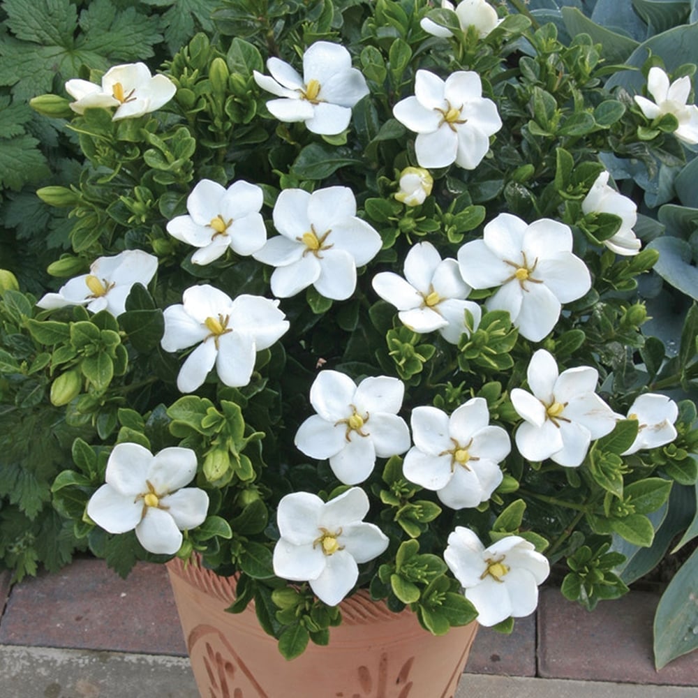 Gardenia Paradise ® White Goddess (Gardenia jasminoides) - Ladybird Nursery