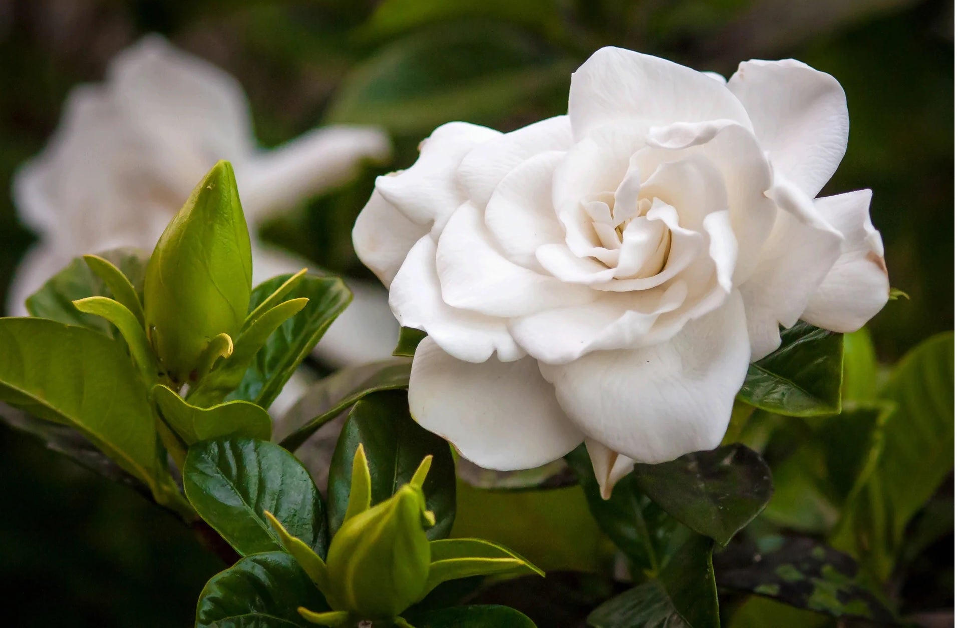 Gardenia Paradise® Jupiter