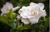 Gardenia Paradise® Jupiter - Ladybird Nursery