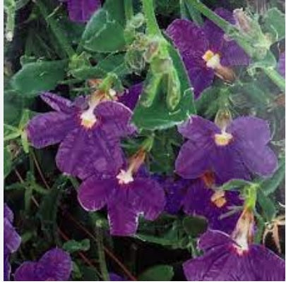 Fan Flower Just Classy (Scaevola striata)