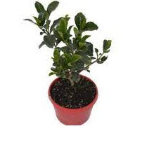 Gardenia Professor Pucci (Gardenia augusta)