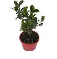 Gardenia Professor Pucci (Gardenia augusta) - Ladybird Nursery