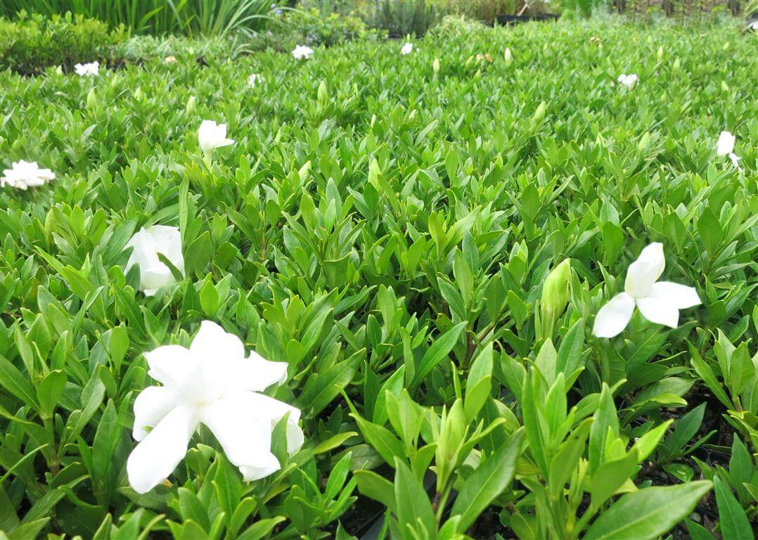 Gardenia Radicans (Gardenia augusta)