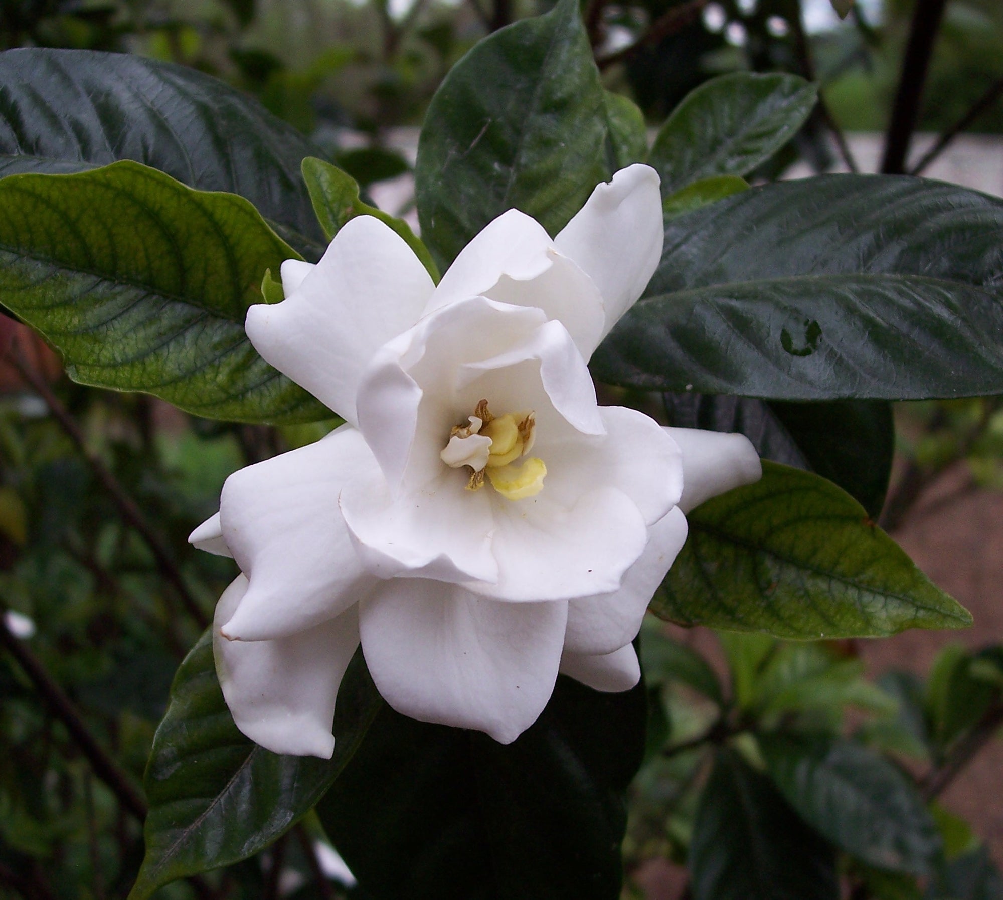 Gardenia Star (Gardenia Grandiflora) - Ladybird Nursery