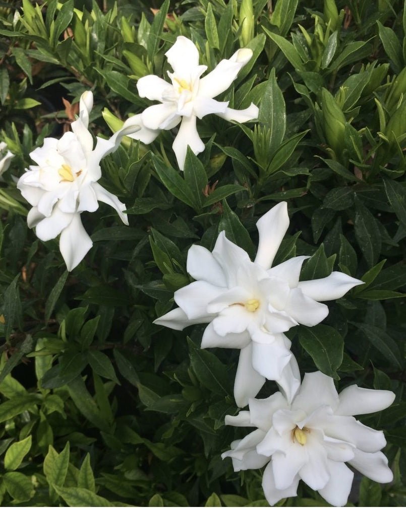 Gardenia White Gold (Gardenia jasminoides) - Ladybird Nursery