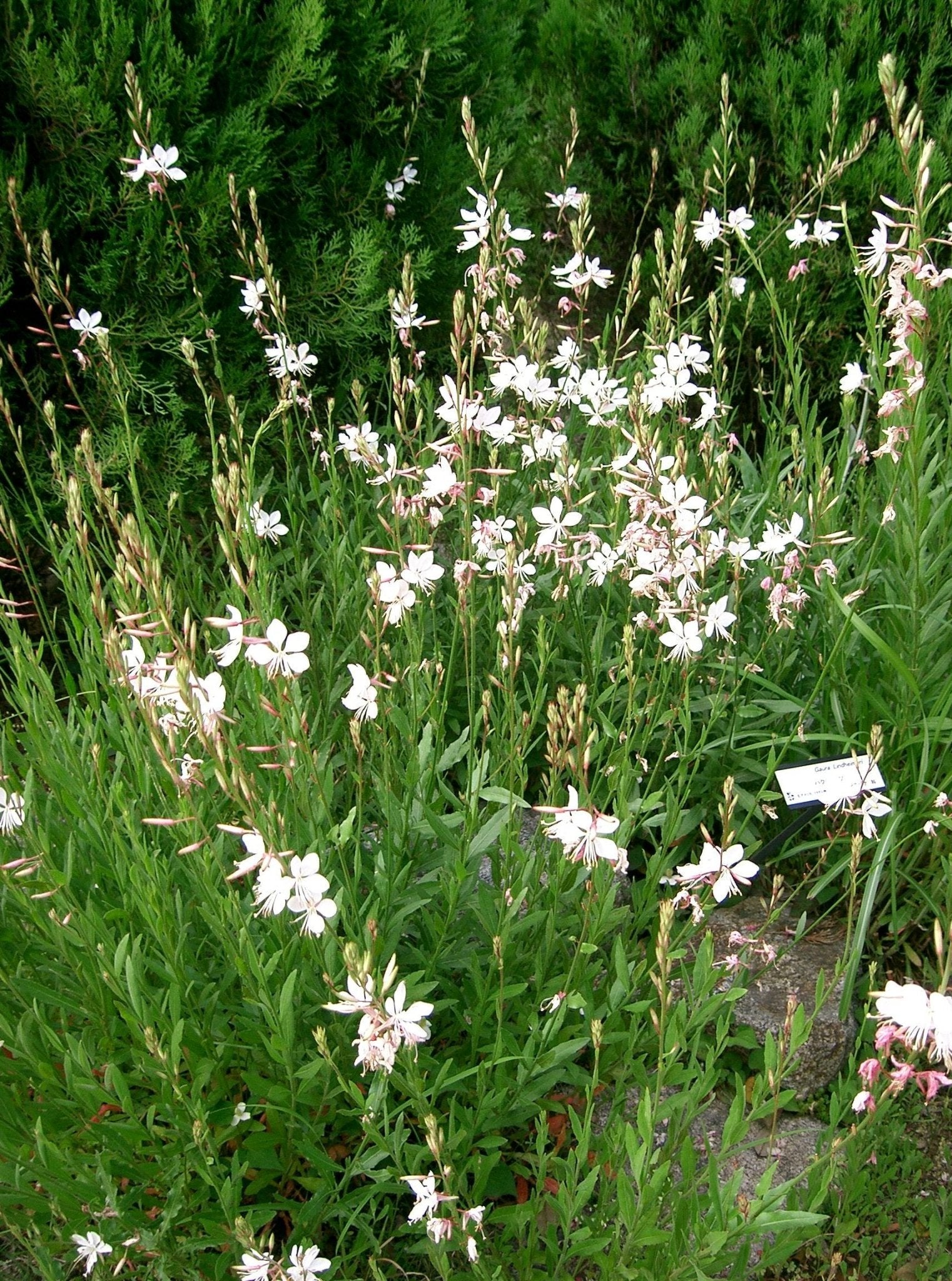 Gaura (Gaura lindheimeri) - Ladybird Nursery