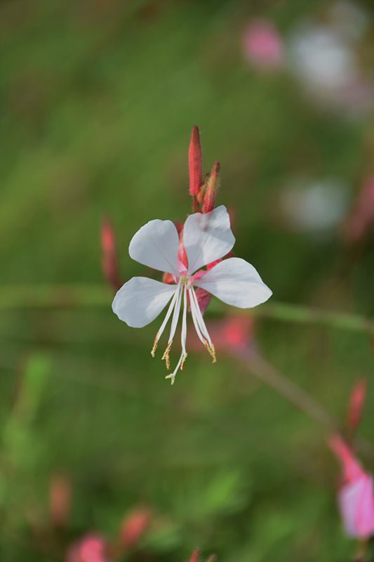 Gaura Baby Butterflies Pearl - Ladybird Nursery