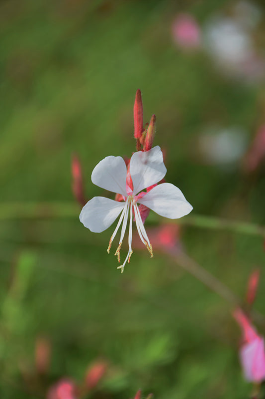 Gaura Baby Butterflies Pearl