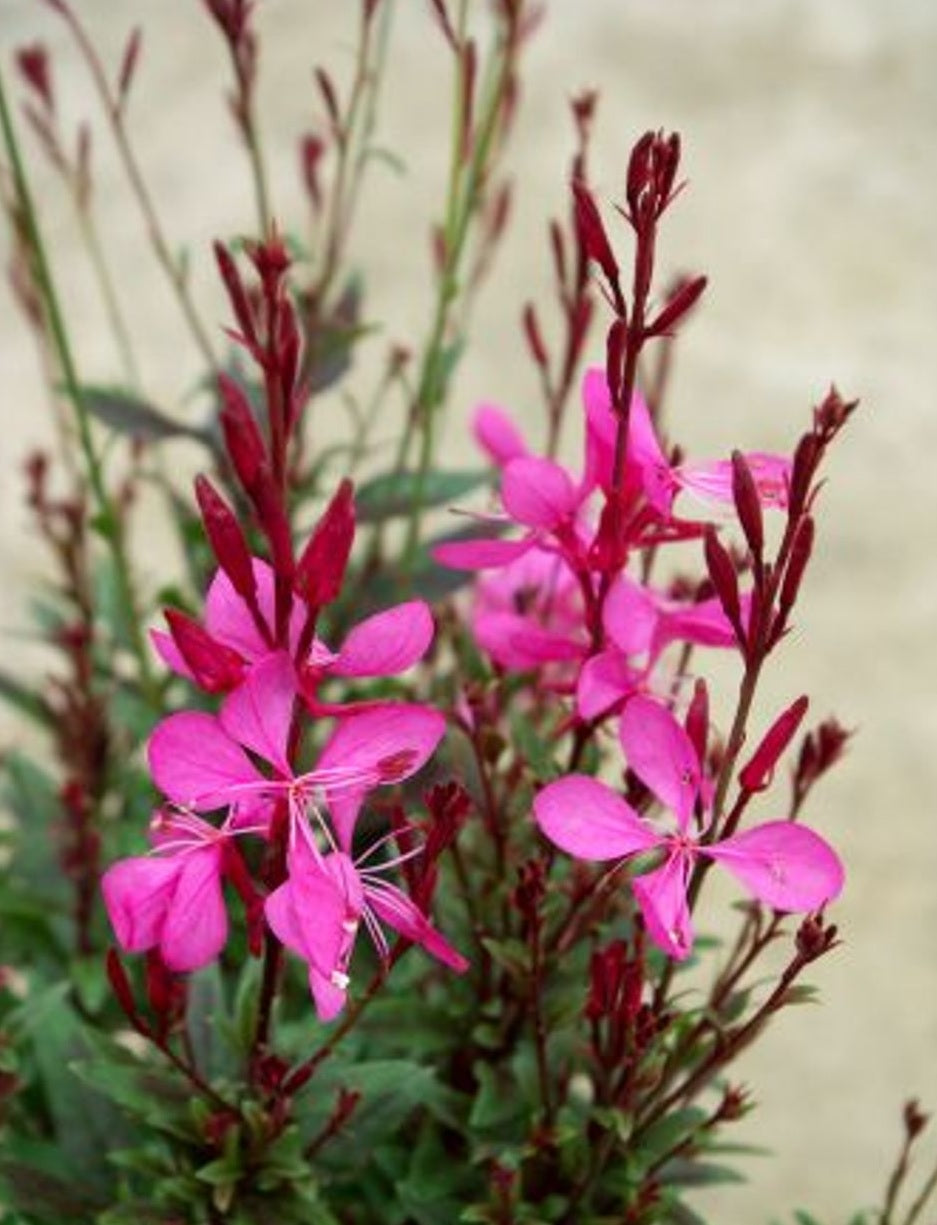 Gaura Baby Butterflies Rose