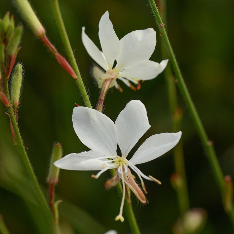 Gaura Belleza White (Gaura lindheimeri)