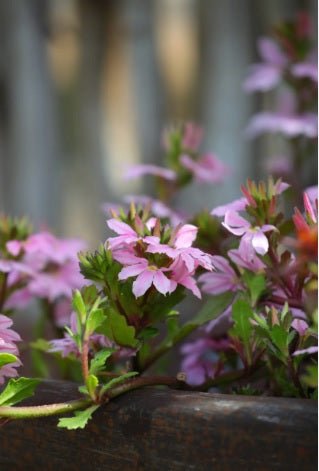 Fan Flower Pink (Scaevola spp.) - Ladybird Nursery