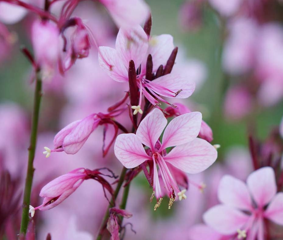 Gaura Dark Pink (Gaura spp.)