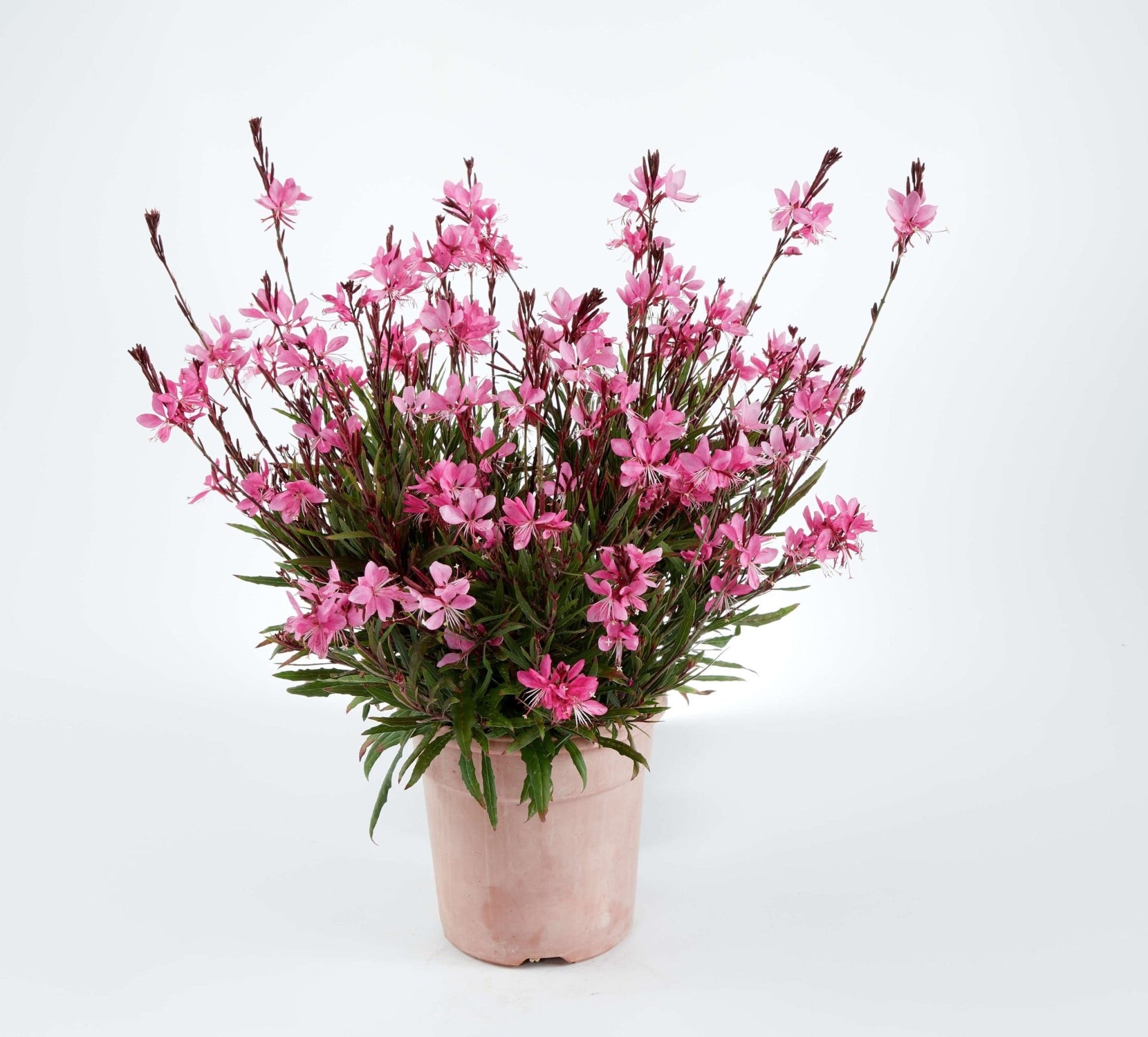 Gaura Grace Blush - Ladybird Nursery