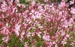 Gaura Little Janie (Gaura lindheimeri) - Ladybird Nursery