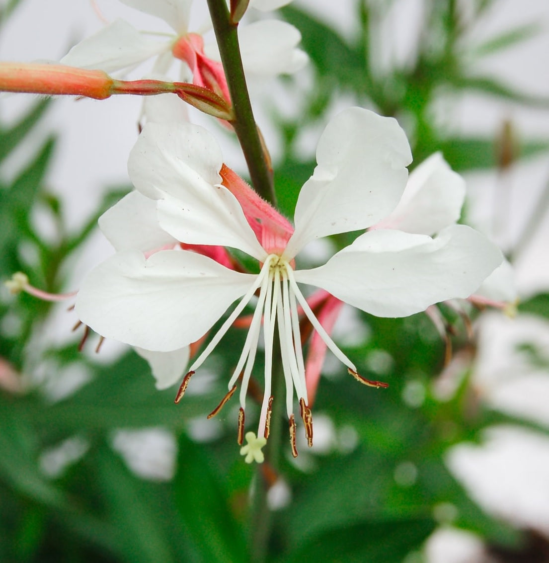 Gaura Pearl Butterflies