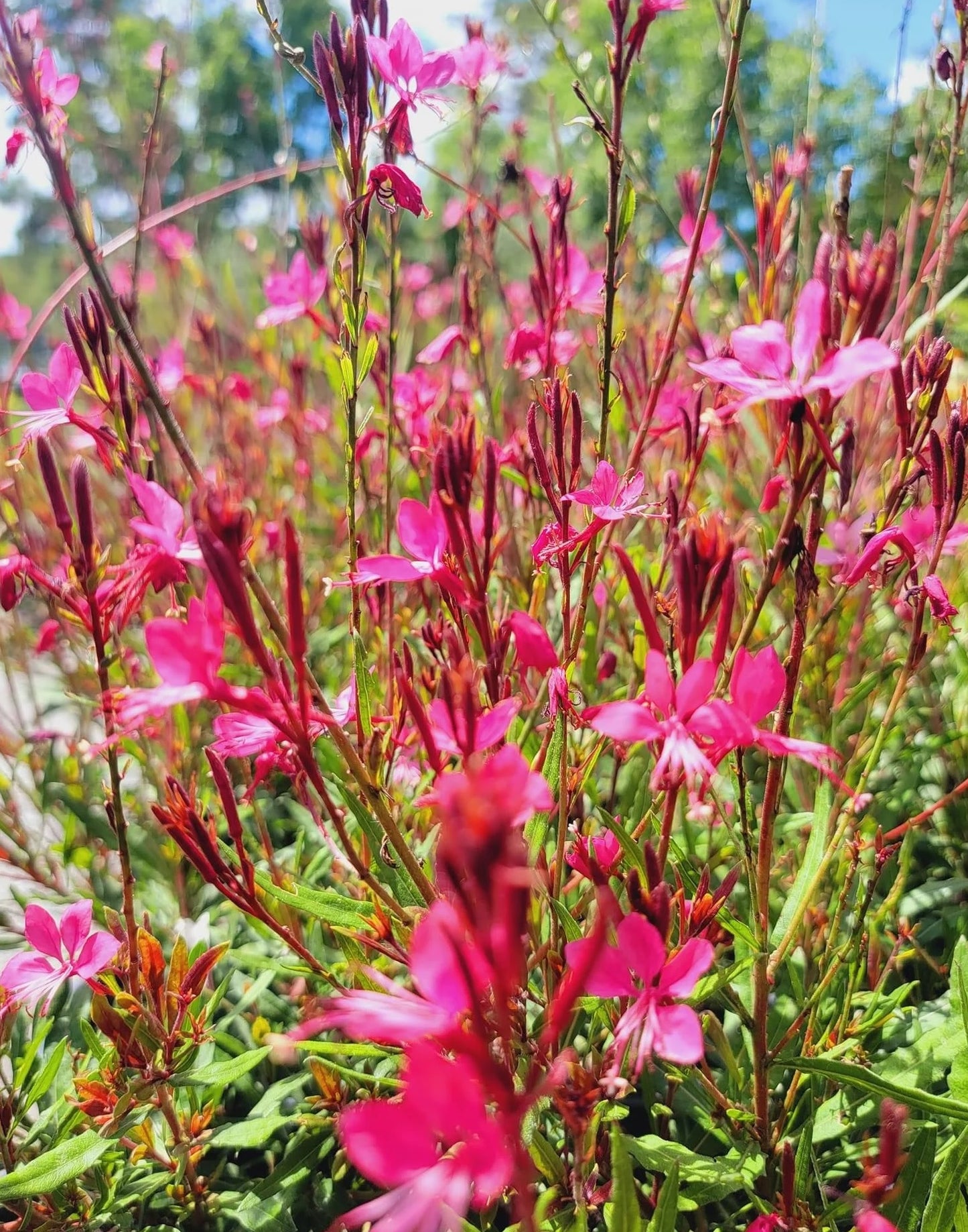 Gaura Pink (Gaura lindheimeri)