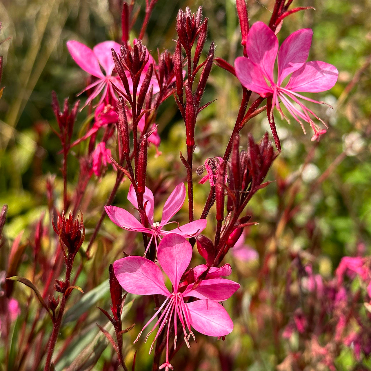 Gaura Pink (Gaura spp.)