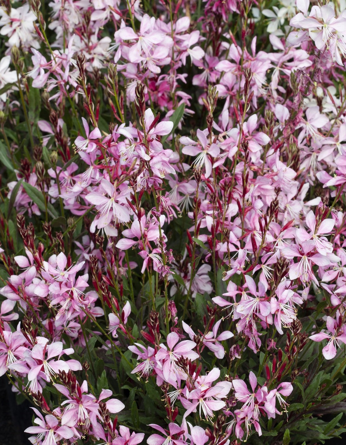 Gaura Rose Butterflies