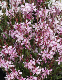 Gaura Rose Butterflies - Ladybird Nursery