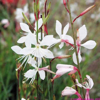 Gaura So White (Gaura lindheimeri) - Ladybird Nursery