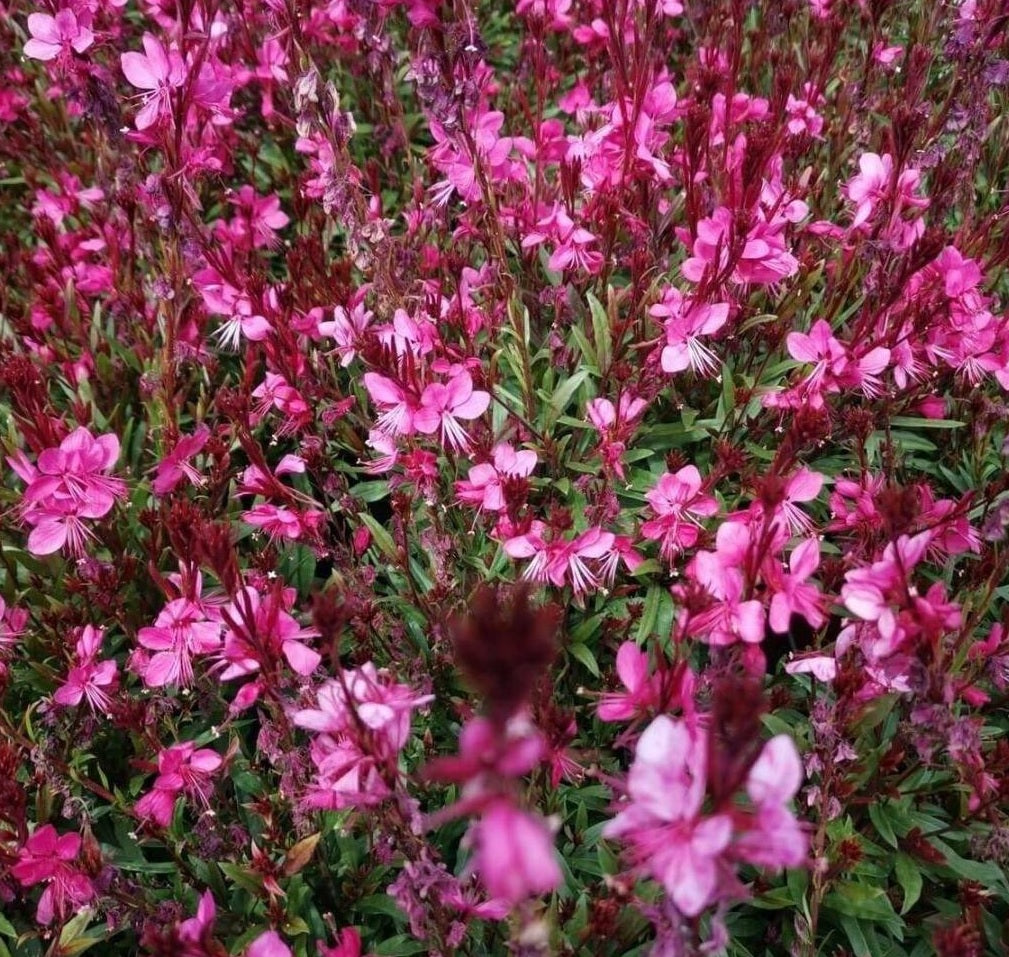 Gaura Variegated Pink (Gaura spp.)