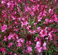 Gaura Variegated Pink (Gaura spp.) - Ladybird Nursery