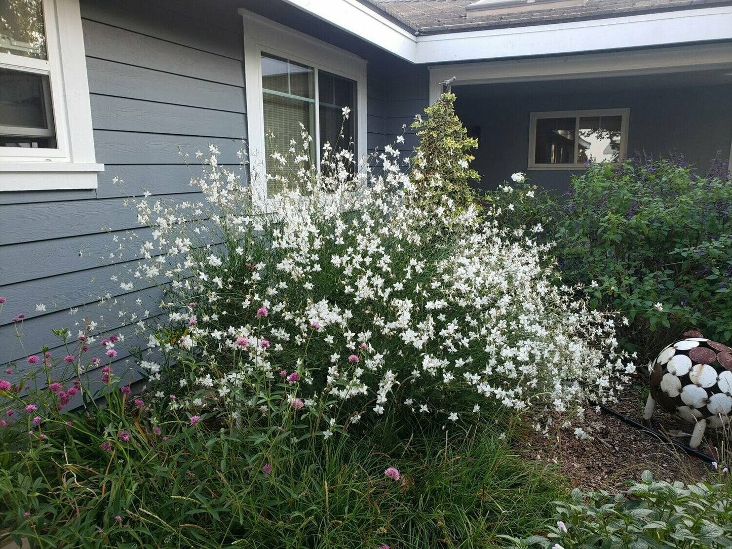Gaura White (Gaura lindheimeri)